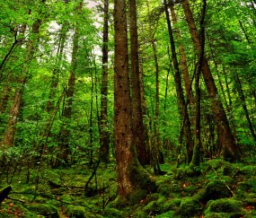 小孩身上起疙瘩还发烧怎么回事啊（小孩身上起疙瘩还发烧怎么回事啊图片）