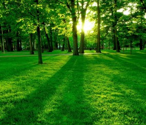 适合家里种的植物（家适合种什么植物）