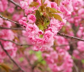 小孩发烧肚子疼给打的喜炎平（小孩发烧打喜炎平吗）