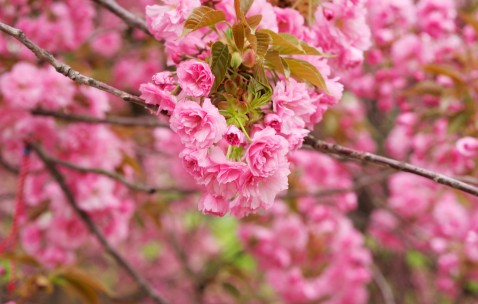 小孩咳嗽发烧没精神怎么办（小孩咳嗽发烧精神不佳怎么办怎么办）