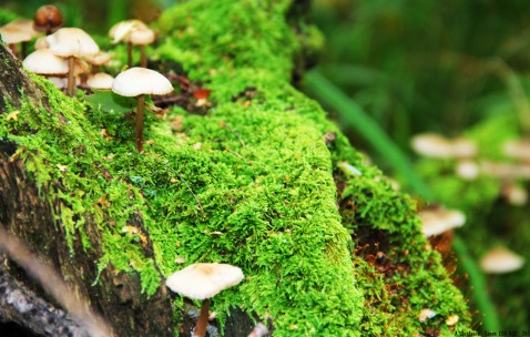 小孩不发烧咳嗽可以吃鸡蛋吗（小孩不发烧咳嗽可以吃鸡蛋吗）