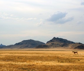 小孩发烧容易得脑炎和肺炎（小孩发烧容易得脑炎和肺炎吗）