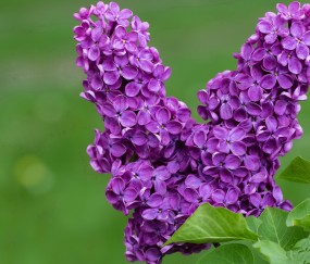 怀孕初期小腹间断性疼痛（怀孕初期小腹间断性疼痛正常吗）