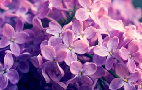 怀孕初期吃一个星期薏米好吗（怀孕初期吃了几粒薏米）