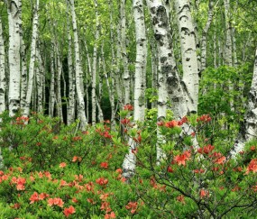 怀孕初期已经肛交（怀孕初期已经肛交了怎么办）