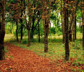 移植怀孕初期口渴（胚胎移植后一直口渴怎么回事）
