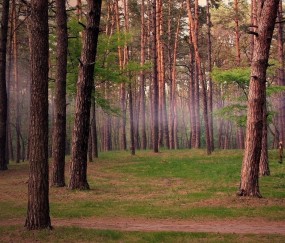 小孩发烧背上起疹子（小孩发烧后背部出红疹照片）