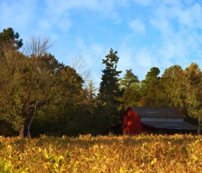 怀孕初期心脏特别难受怎么回事（怀孕初期心脏特别难受怎么回事啊）