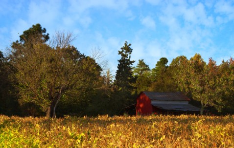 怀孕初期心脏特别难受怎么回事（怀孕初期心脏特别难受怎么回事啊）