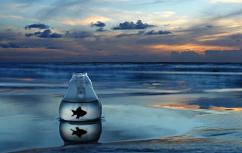 小孩感冒发烧可以吃蜂蛹吗（小孩感冒发烧可以吃蜂蜜吗?）