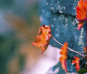 怀孕初期荨麻疹对胎儿（孕早期寻麻疹会致畸吗）
