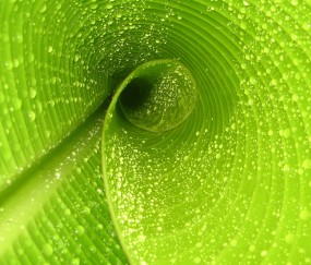 怀孕初期木瓜牛奶汁（孕妇喝牛奶木瓜汁的功效）