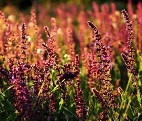 福州可做三代试管供卵的5家医院生殖中心，促排取卵单周期3万起！的简单介绍