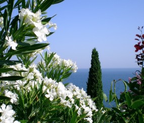 小孩感冒咳嗽清嗓子疼（小孩感冒咳嗽嗓子疼怎么办）