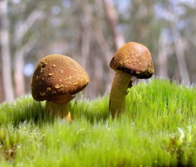 小孩拔牙后发烧全身发烫头痛（儿童拔完牙发烧）