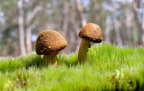 感冒咳嗽可不可以喂小孩母乳（感冒咳嗽可不可以喂小孩母乳呢）